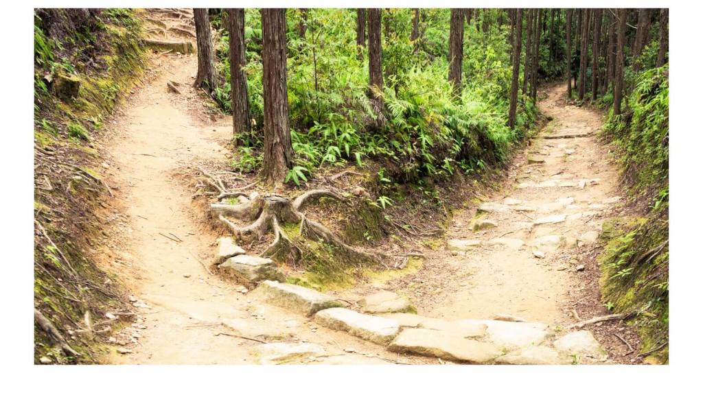 how to navigate change. diverging path in woods.