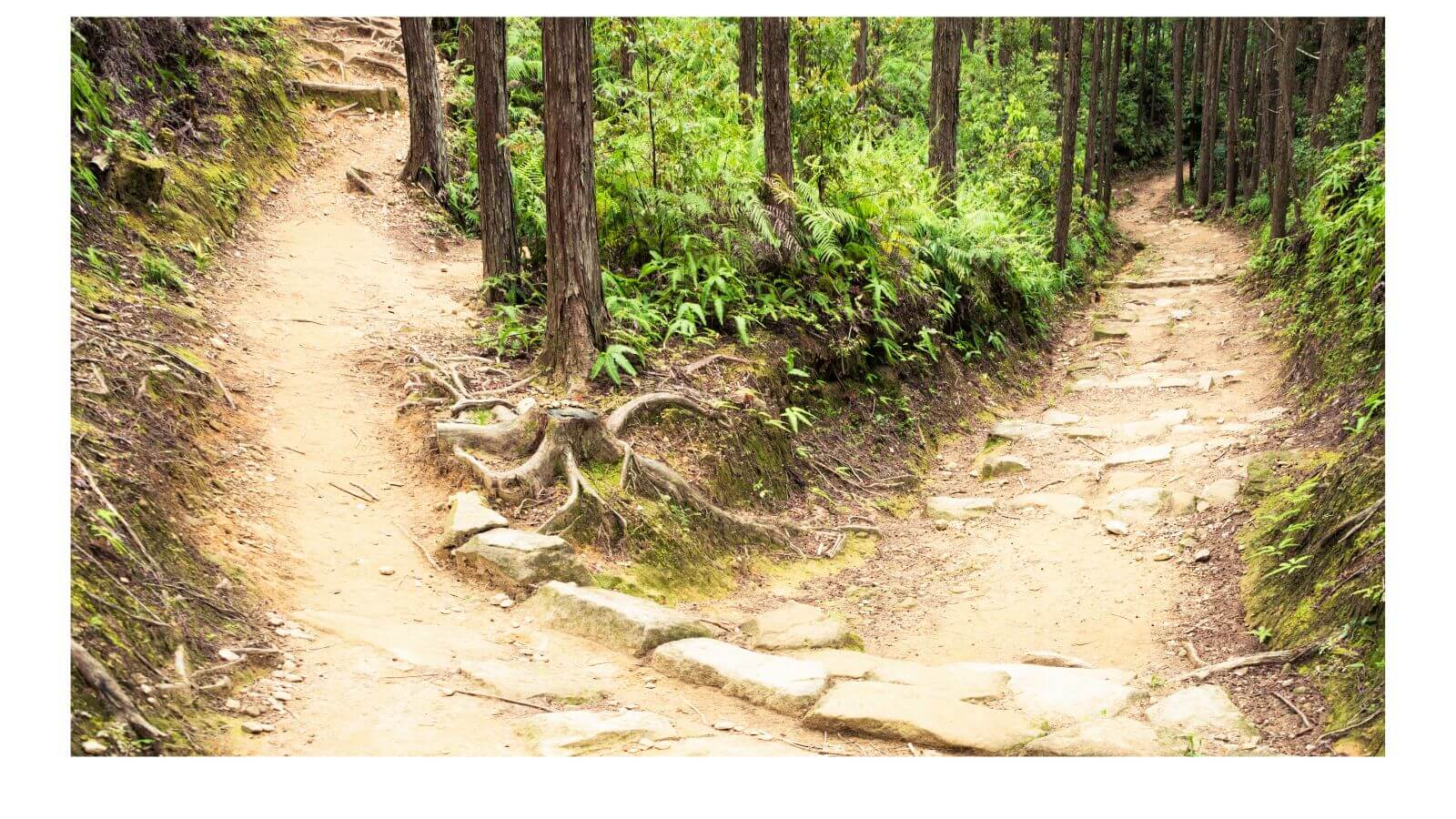 how to navigate change. diverging path in woods.